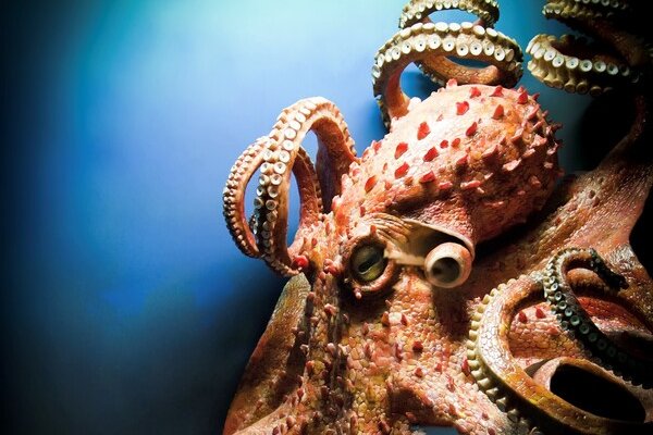 Kraken магазин