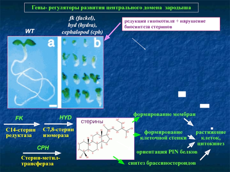 Кракен ссылка официальная в тор